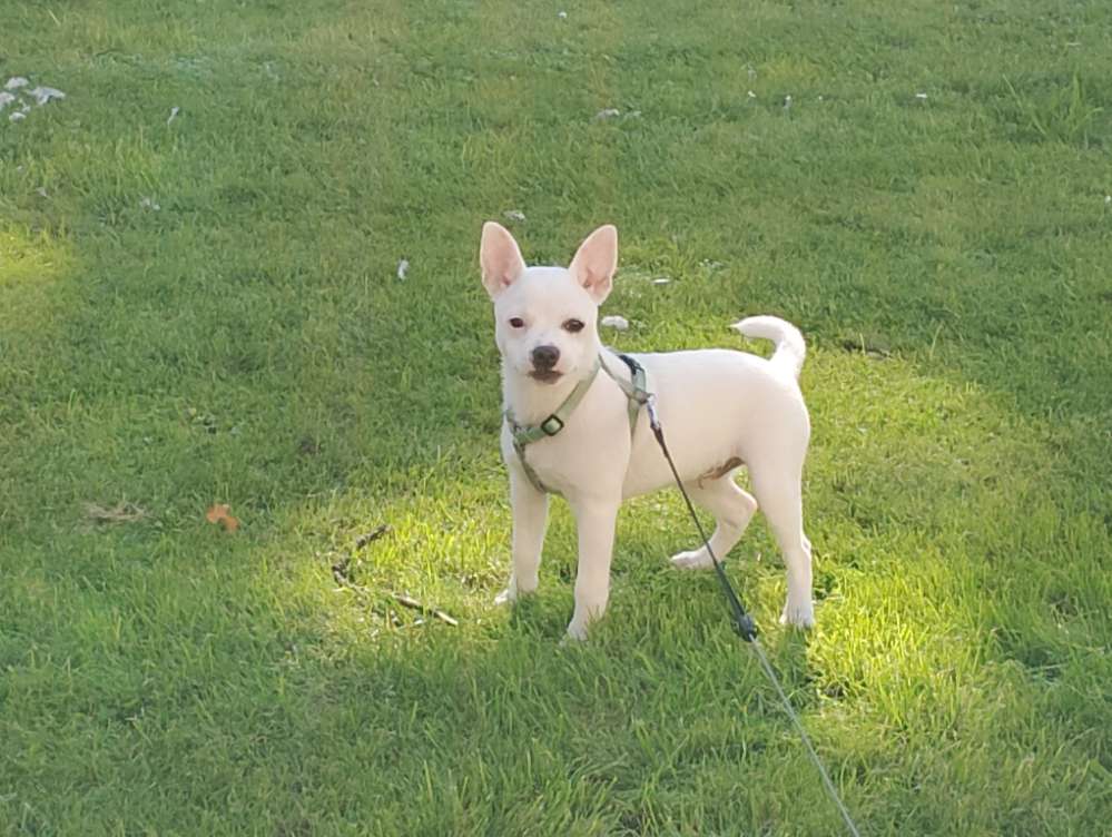 Hundetreffen-Gassi- und Spielrunde-Profilbild