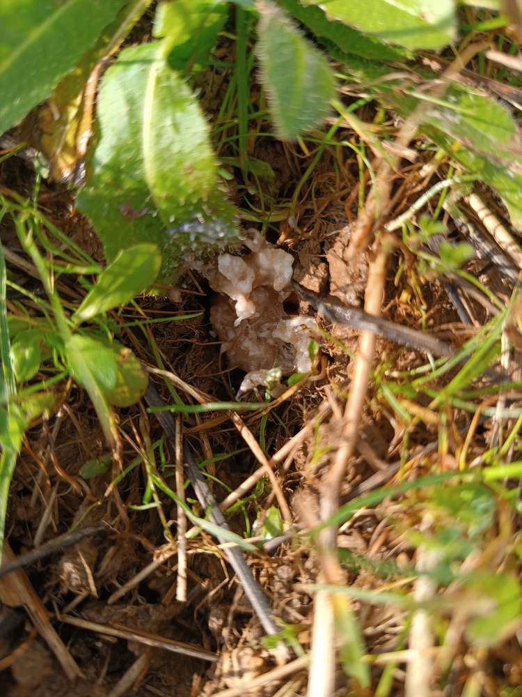 Giftköder-Wieder Hackfleisch im Mauseloch-Profilbild