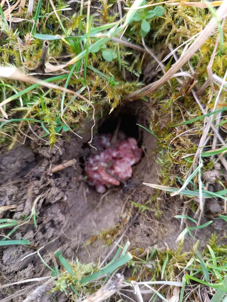 Giftköder-Hackfleisch-Profilbild