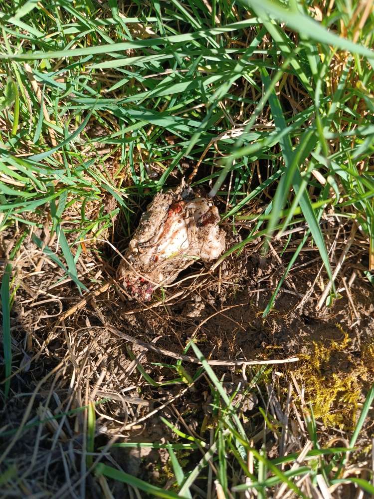 Giftköder-Fleisch im Mauseloch-Profilbild