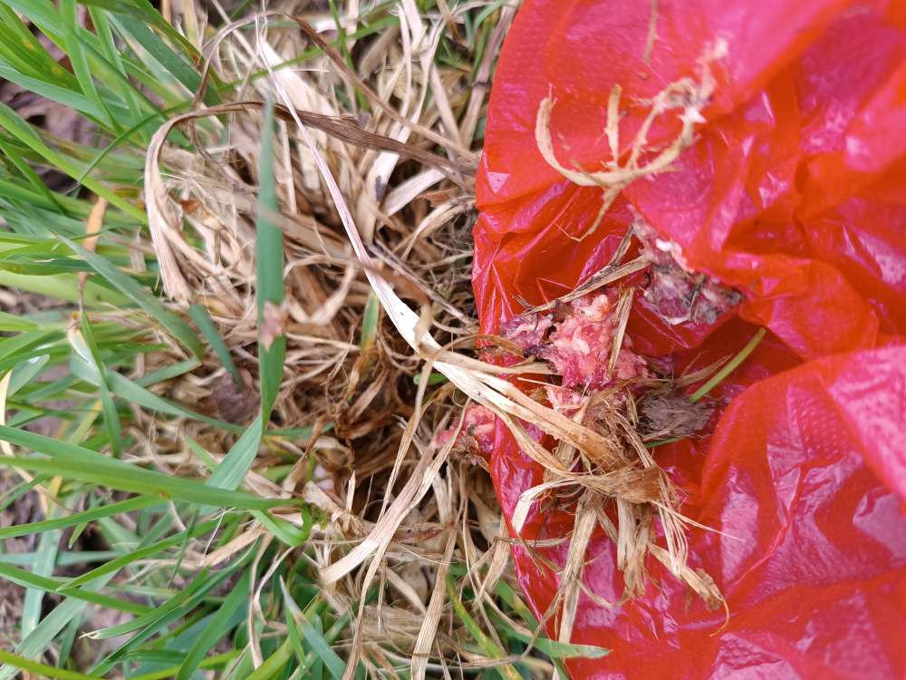 Giftköder-Hackfleisch im Gebüsch-Profilbild