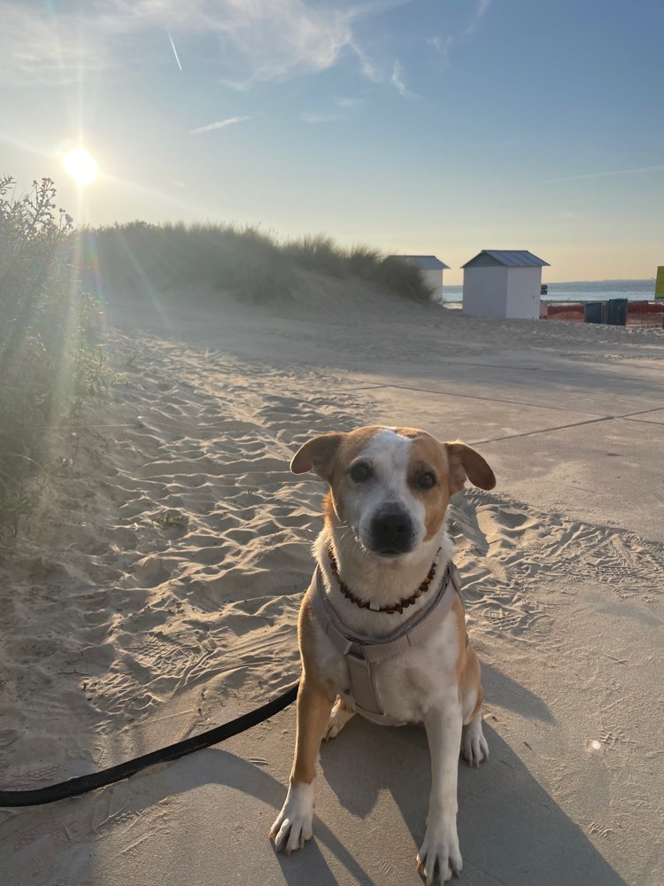 Hundetreffen-Aktive Hundeomi sucht Spiel- und Gassipartner-Profilbild