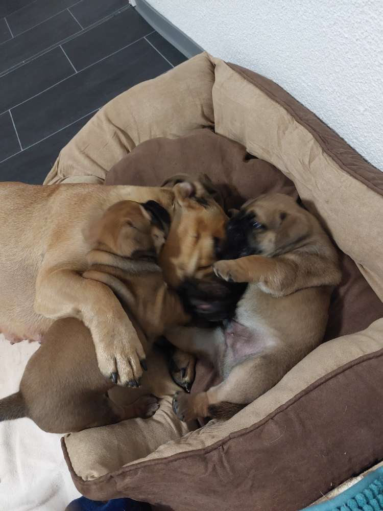 Hundetreffen-Übungspartner in Rodgau gesucht-Profilbild