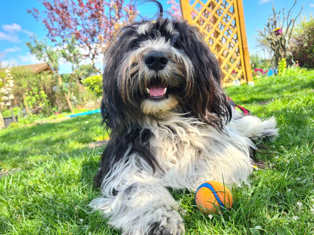 Hundetreffen-Social Walking Runde-Profilbild