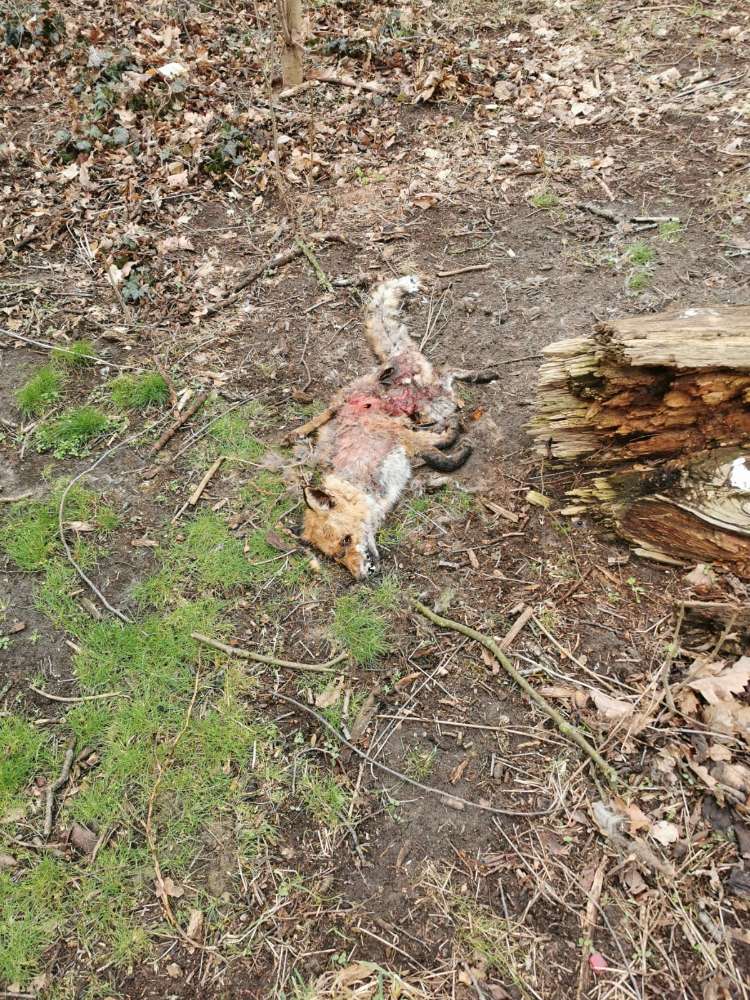 Giftköder-Toter Fuchs am Wegesrand-Profilbild