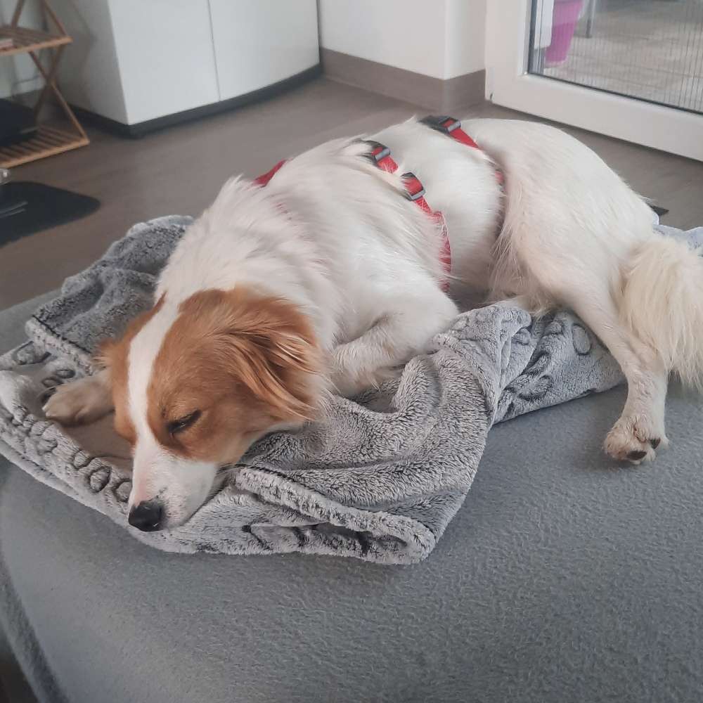 Hundetreffen-Kleine Hunde-Profilbild