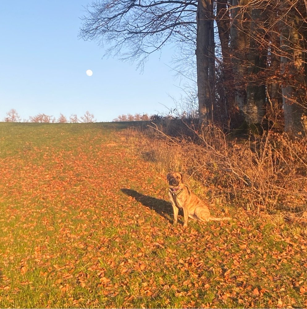 Hundetreffen-Gassi-Treff gerne auch mit Freilauf (kein muss)-Profilbild