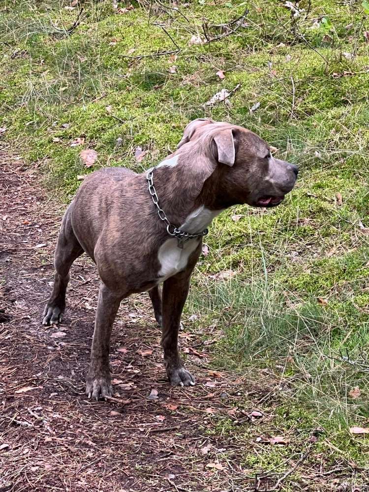 Hundetreffen-Socialwalk & Training-Profilbild