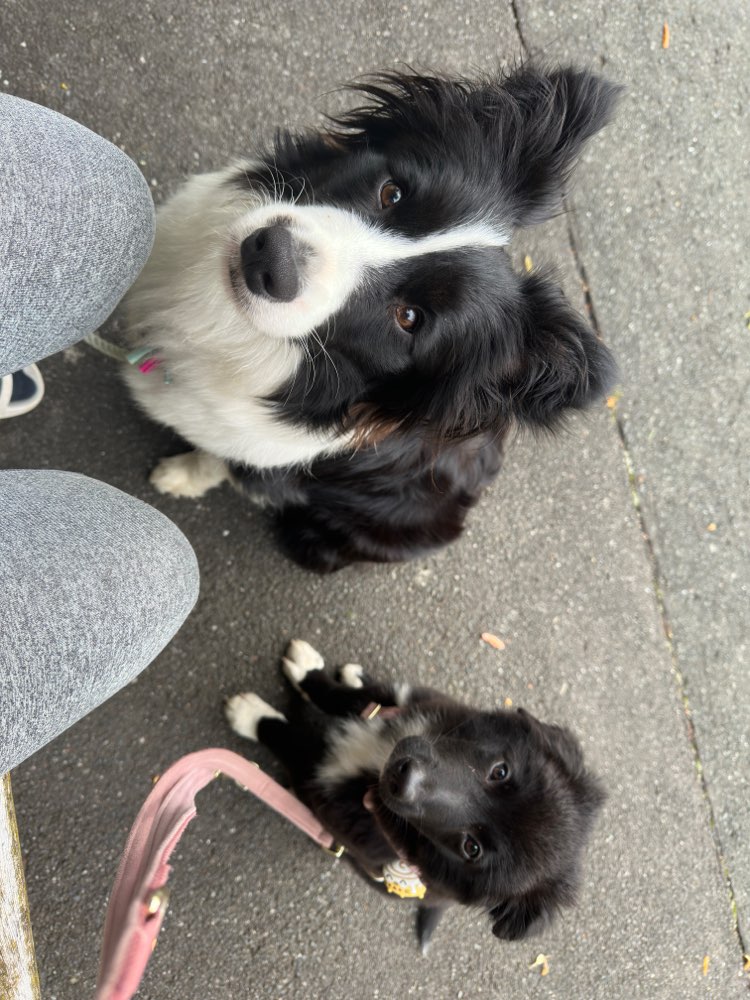 Hundetreffen-Social Walk, Training, wandern, entspannen, Fotoshooting-Profilbild