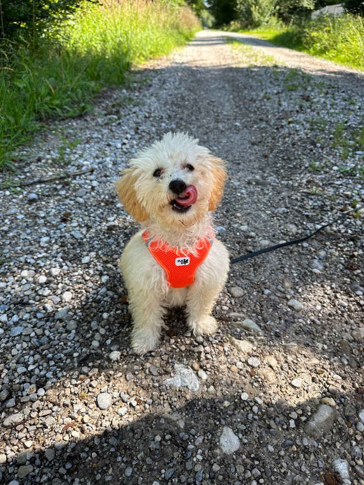 Hundetreffen-Welpenfreunde zum spielen gesucht-Profilbild