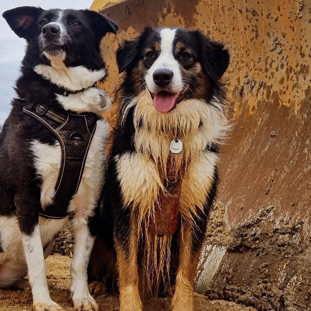 Hundetreffen-Hundetreff Tönisvorst-Profilbild