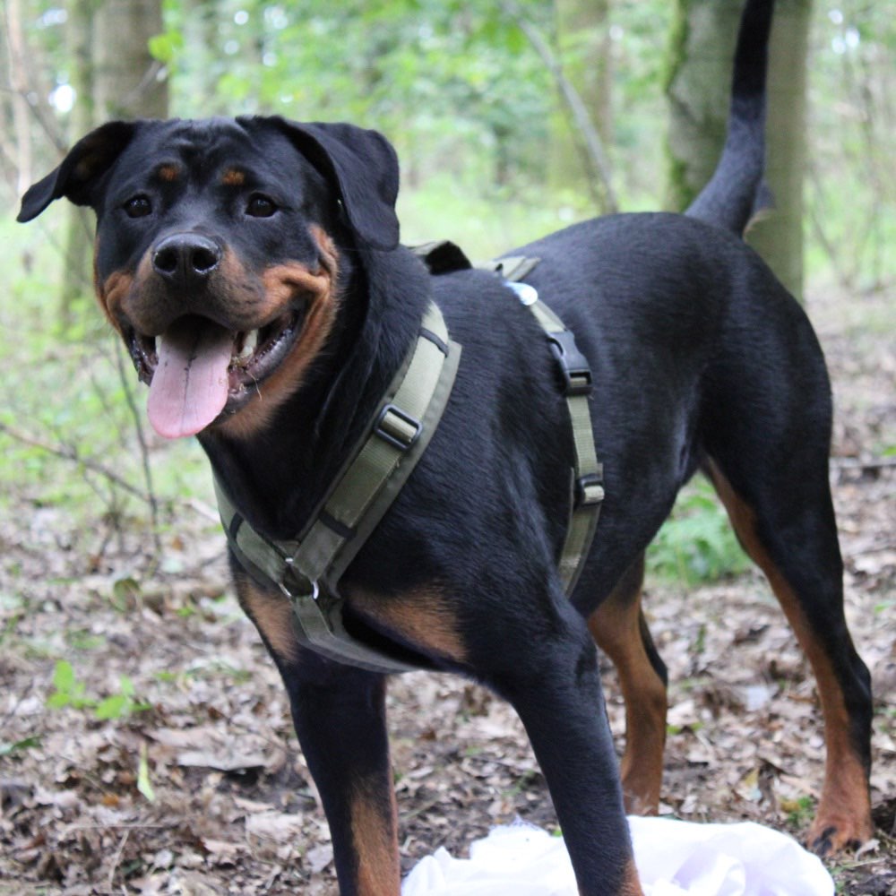 Hundetreffen-Spiel treffen :)-Profilbild