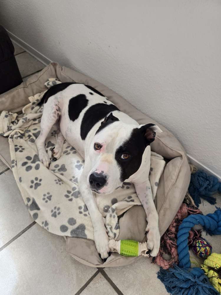 Hundetreffen-Social Walk/Gassirunden-Profilbild