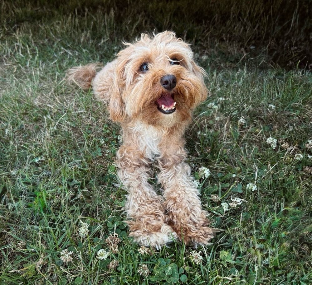 Hundetreffen-Spieltreffen / gemeinsamer Spaziergang-Profilbild