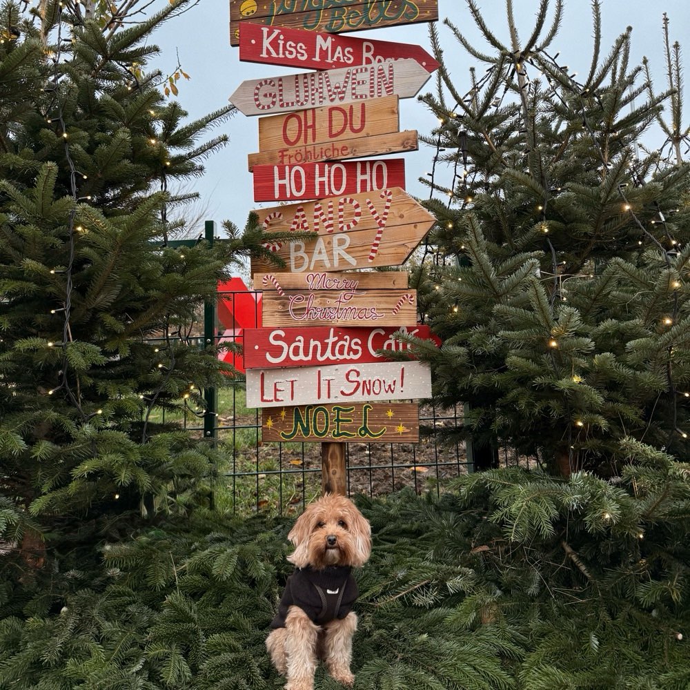 Weihnachtsfoto Banner