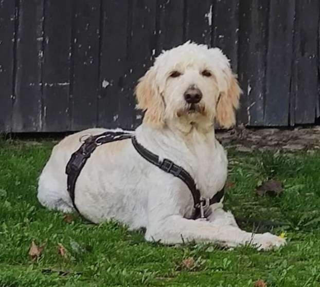 Hundetreffen-Treffen in Legelshurst und Umgebung-Profilbild