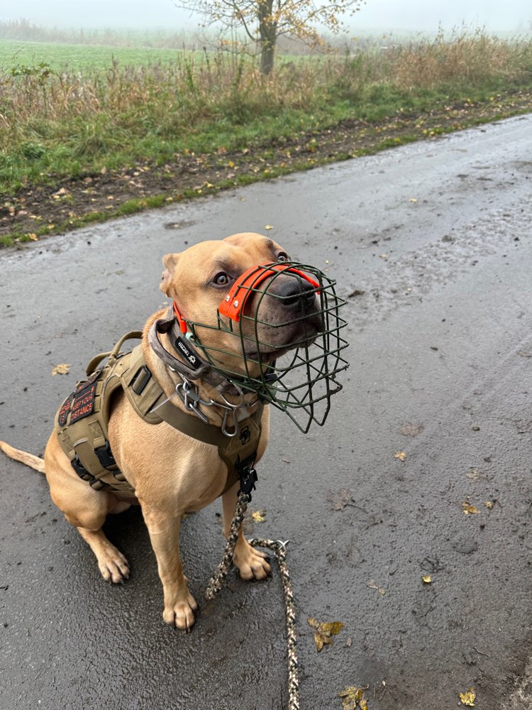 Hundetreffen-Gassi Kumpel für Benji gesucht-Profilbild