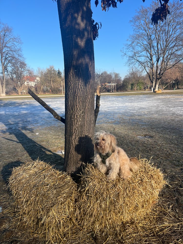 Hundetreffen-Hundefreunde-Profilbild