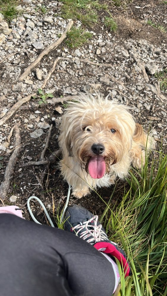 Hundetreffen-Gemeinsam Spazieren, Trainieren und evtl Wandern-Profilbild