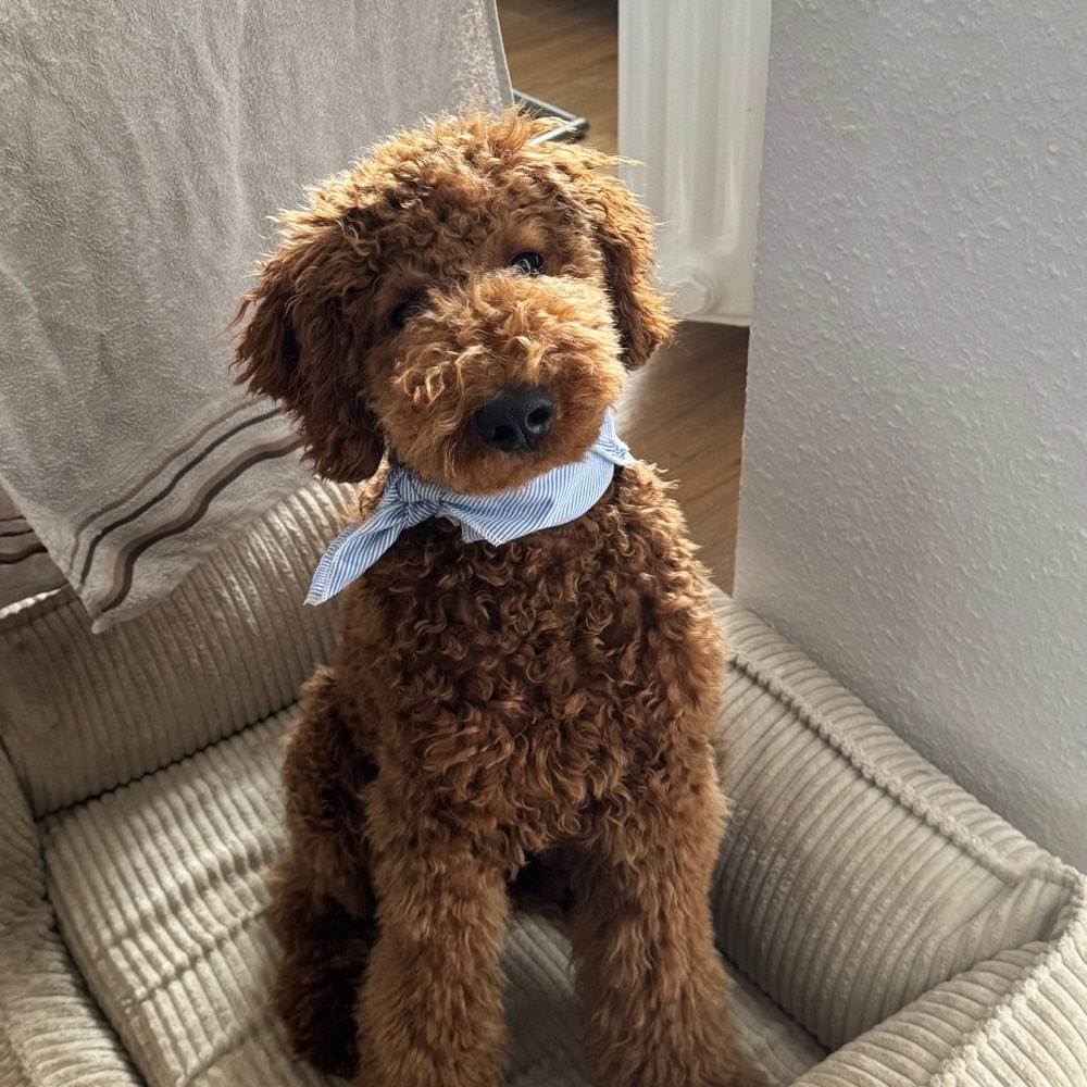 Hundetreffen-Spielrunde mit 8 Monate alten Rüden-Profilbild