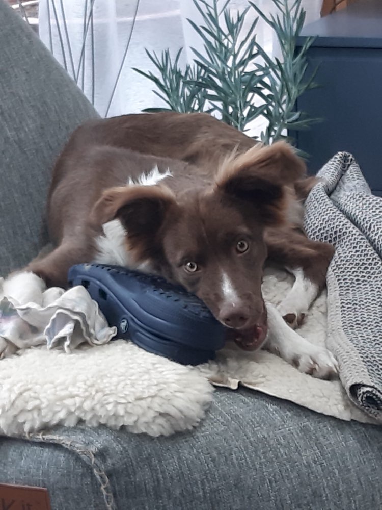 Hundetreffen-Spiel und Spaß auf den Schmutterwiesen-Profilbild