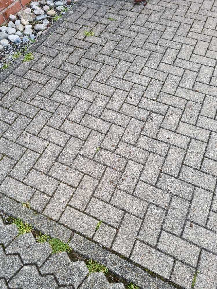 Giftköder-Katzentrockenfutter-Profilbild