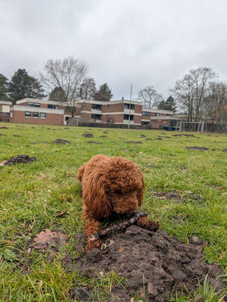 Hundetreffen-Gassi-Runde am Spatzenberg-Profilbild