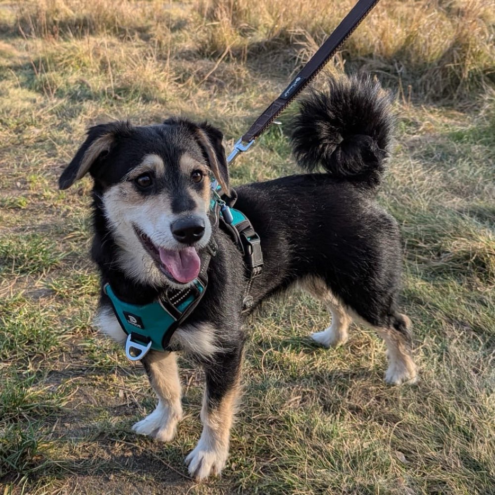 Hundetreffen-Spaziergang (Auwald/Connewitz/Silbersee)-Profilbild