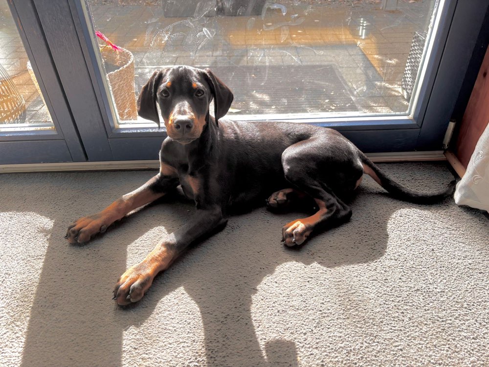 Hundetreffen-Welpentreffen / soziale Kontakte für Tessa-Profilbild