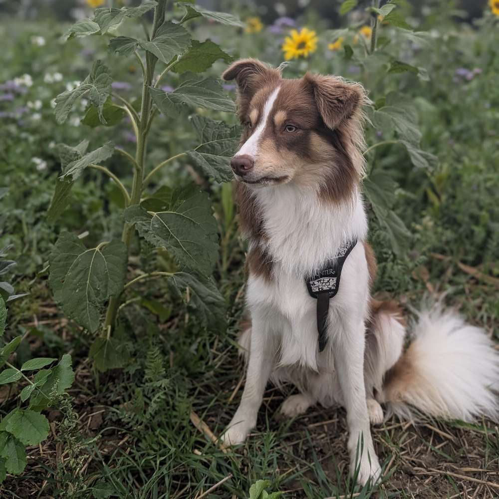 Hundetreffen-Gassi- und Spielpartner-Profilbild