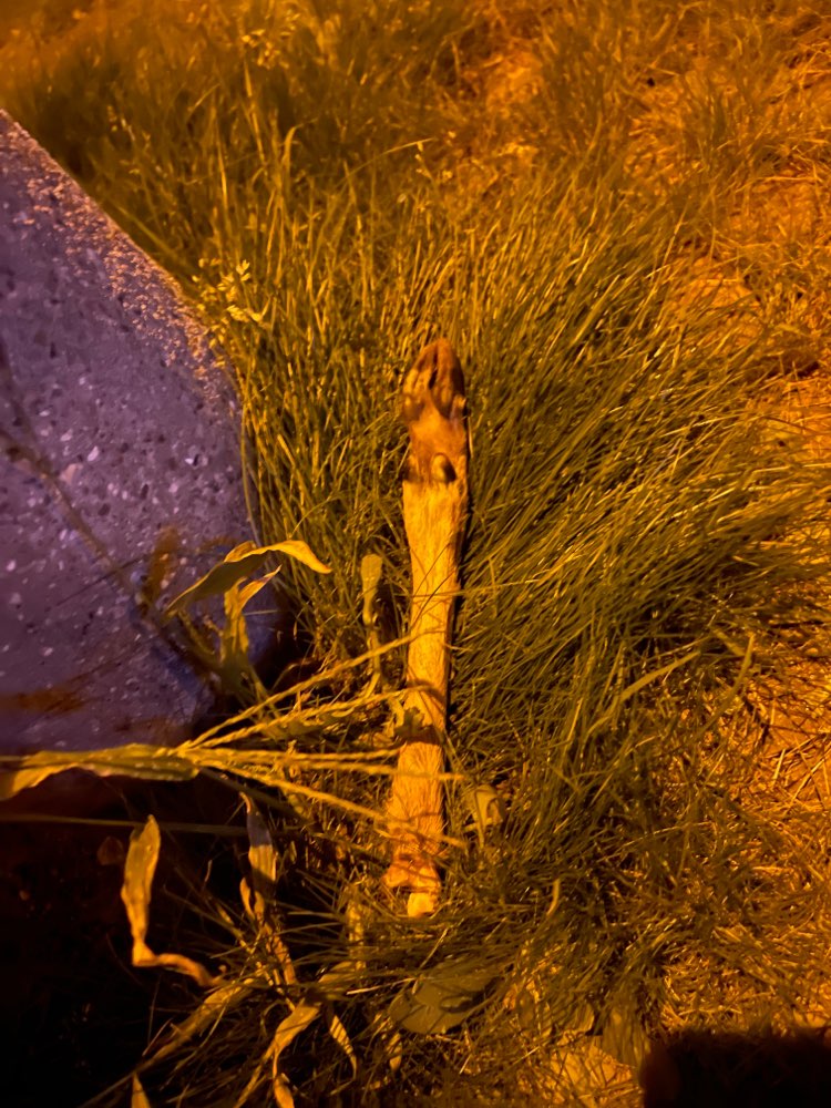 Giftköder-Gebeine vom Wild-Profilbild