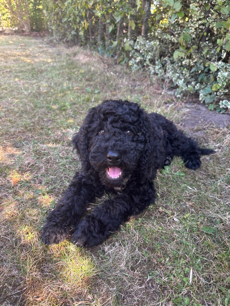 Hundetreffen-Spielpartner für jungen Pudel gesucht-Profilbild