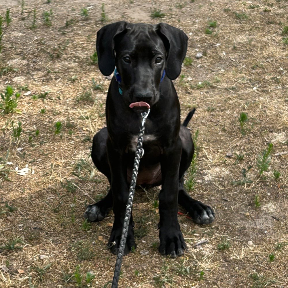 Hundetreffen-Spiel- /Gassirunde-Profilbild