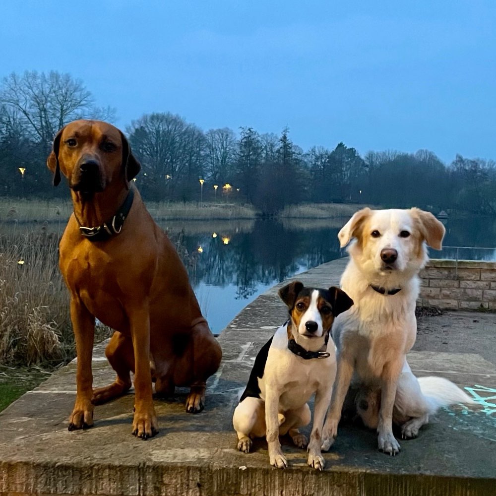 Hundetreffen-Gassi Runde-Profilbild