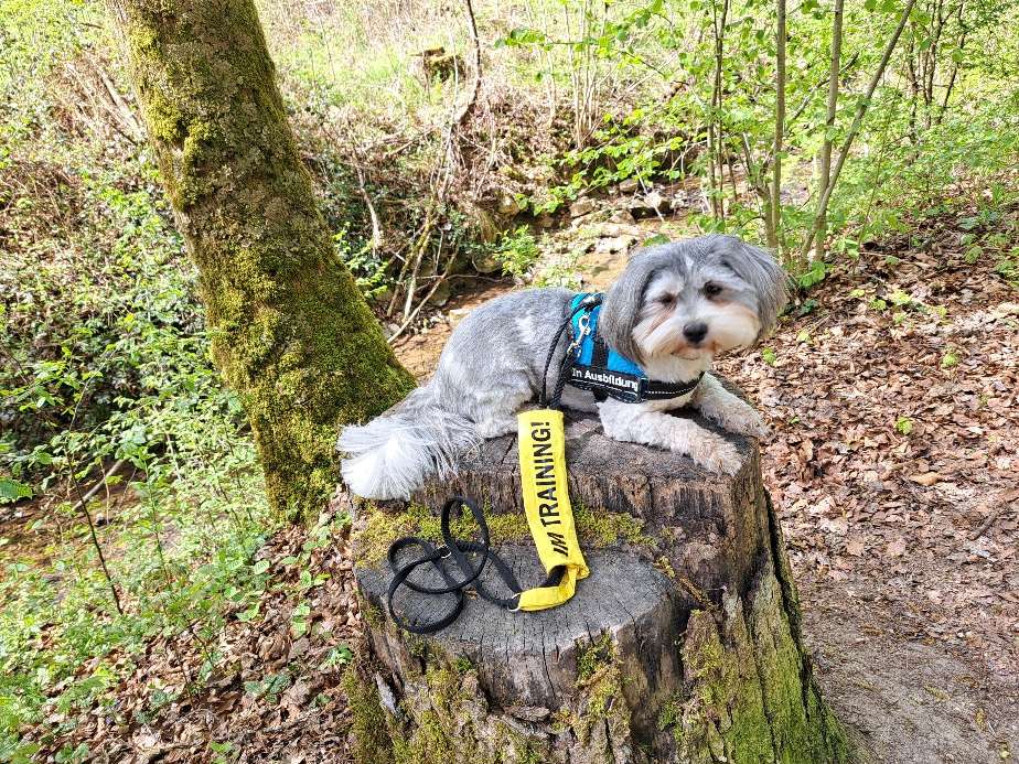Hundetreffen-Hundebegegnungen üben-Profilbild