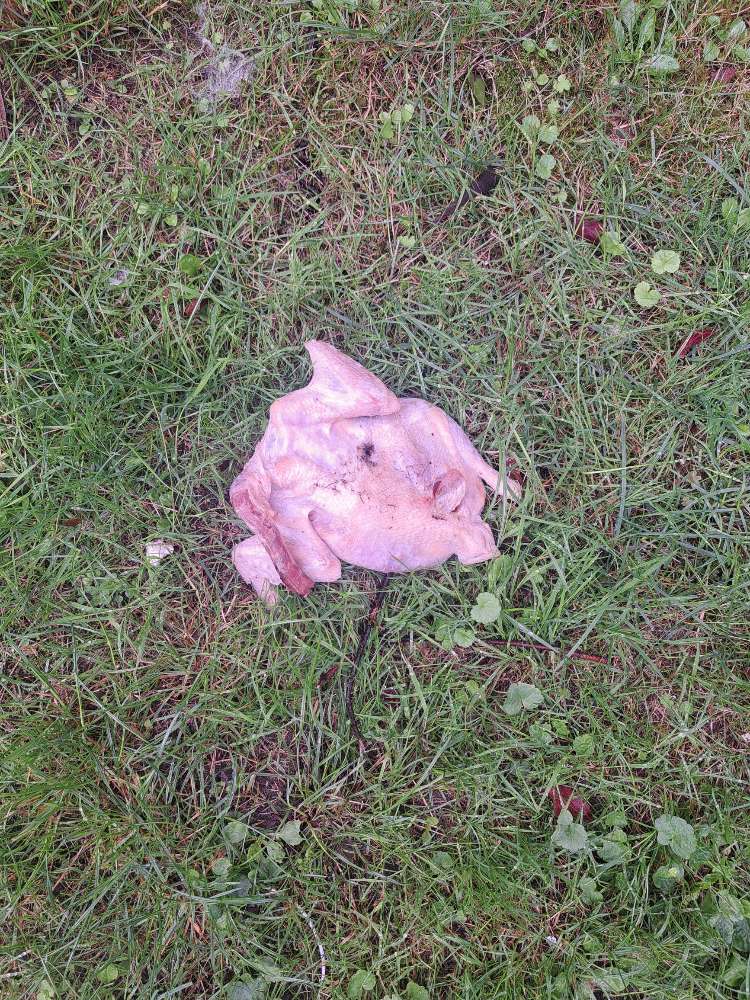 Giftköder-Ganzes rohes Hühnchen-Profilbild