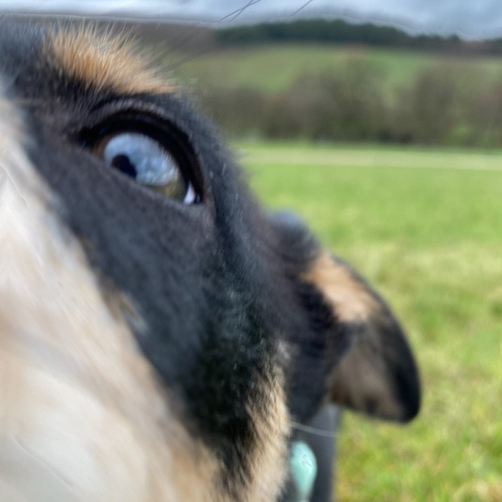 Hundetreffen-Welpenspielen-Profilbild