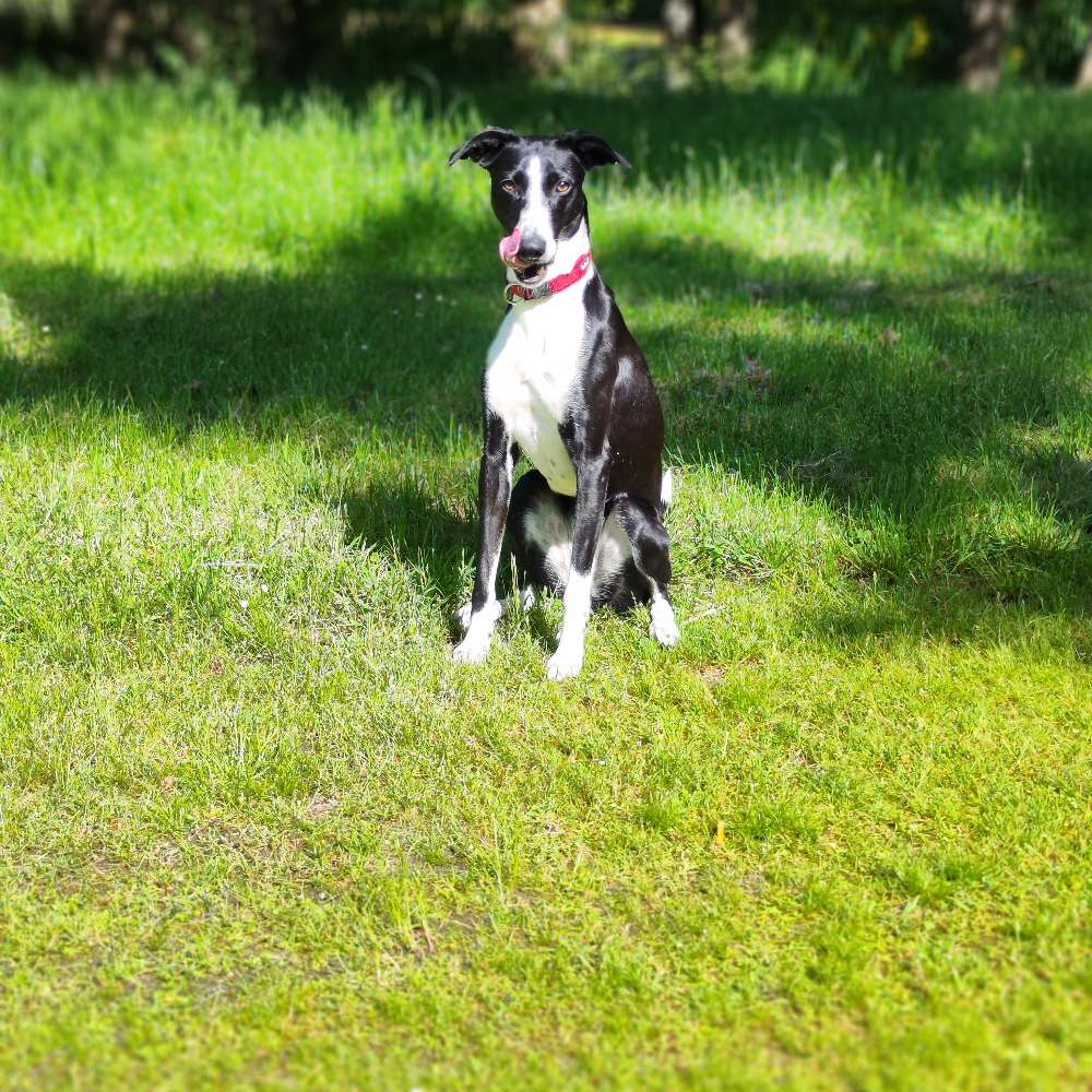 Hundetreffen-Spielen und spazieren-Profilbild