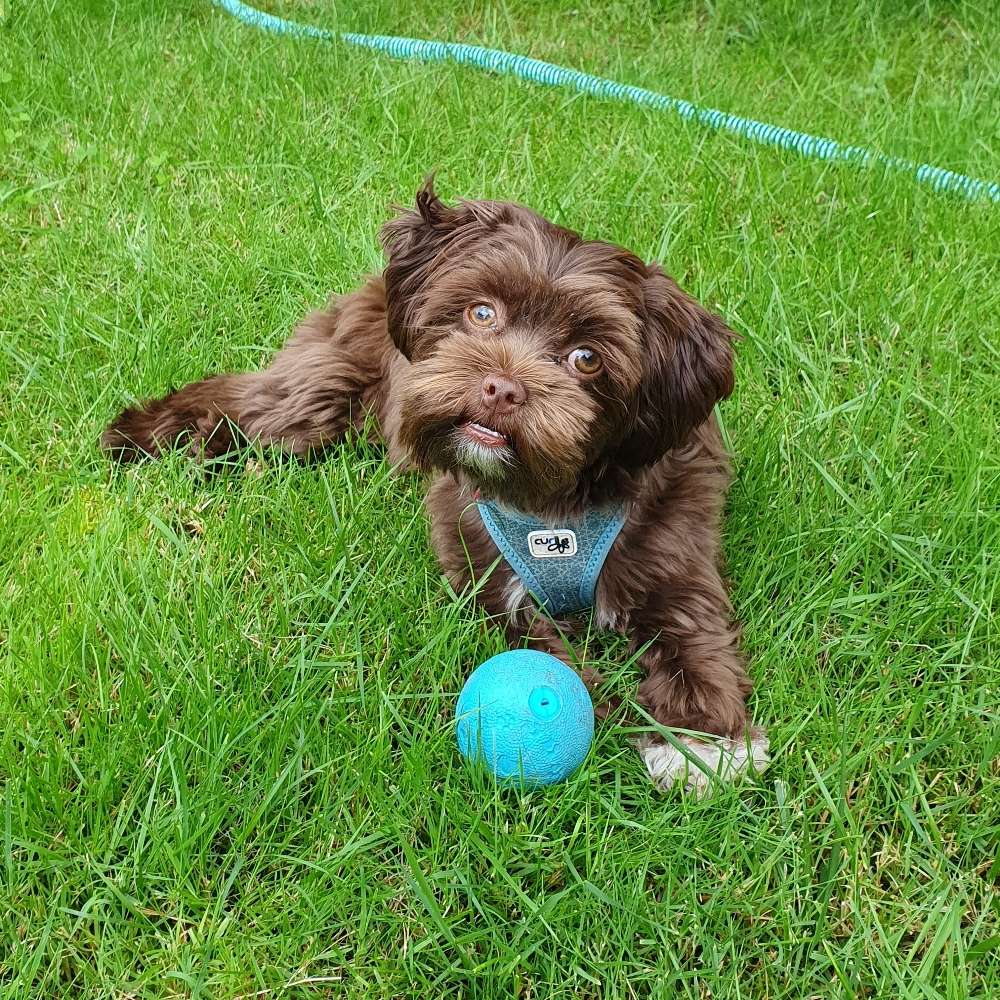 Hundetreffen-Für kleine Hunde in und um Rellingen-Profilbild