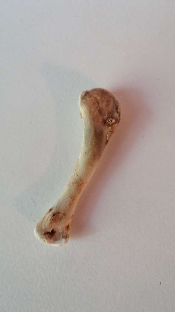 Giftköder-Hühnerknochen-Profilbild