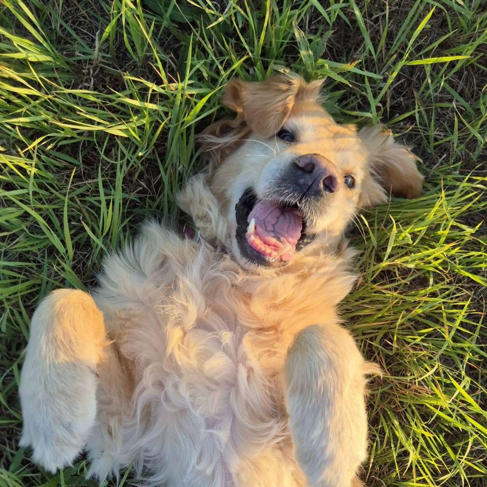 Hundetreffen-Spielgefährte gesucht-Profilbild