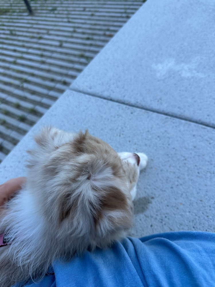 Hundetreffen-Welpentraining-Profilbild