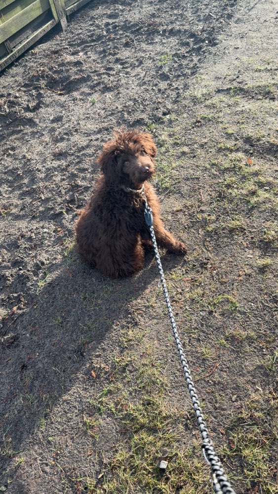 Hundetreffen-Pfotenfreunde gesucht-Profilbild