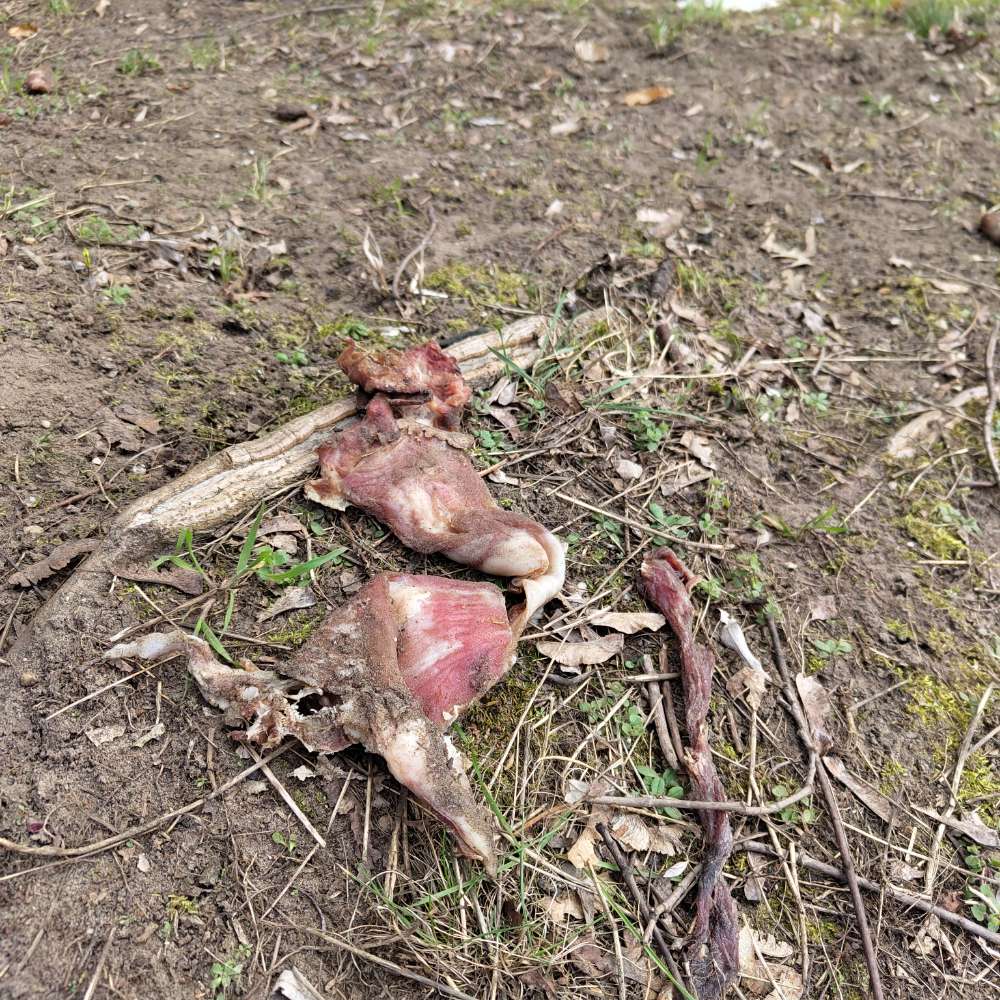 Giftköder-Mehrere große Fleischstücke evtl. Köder-Profilbild