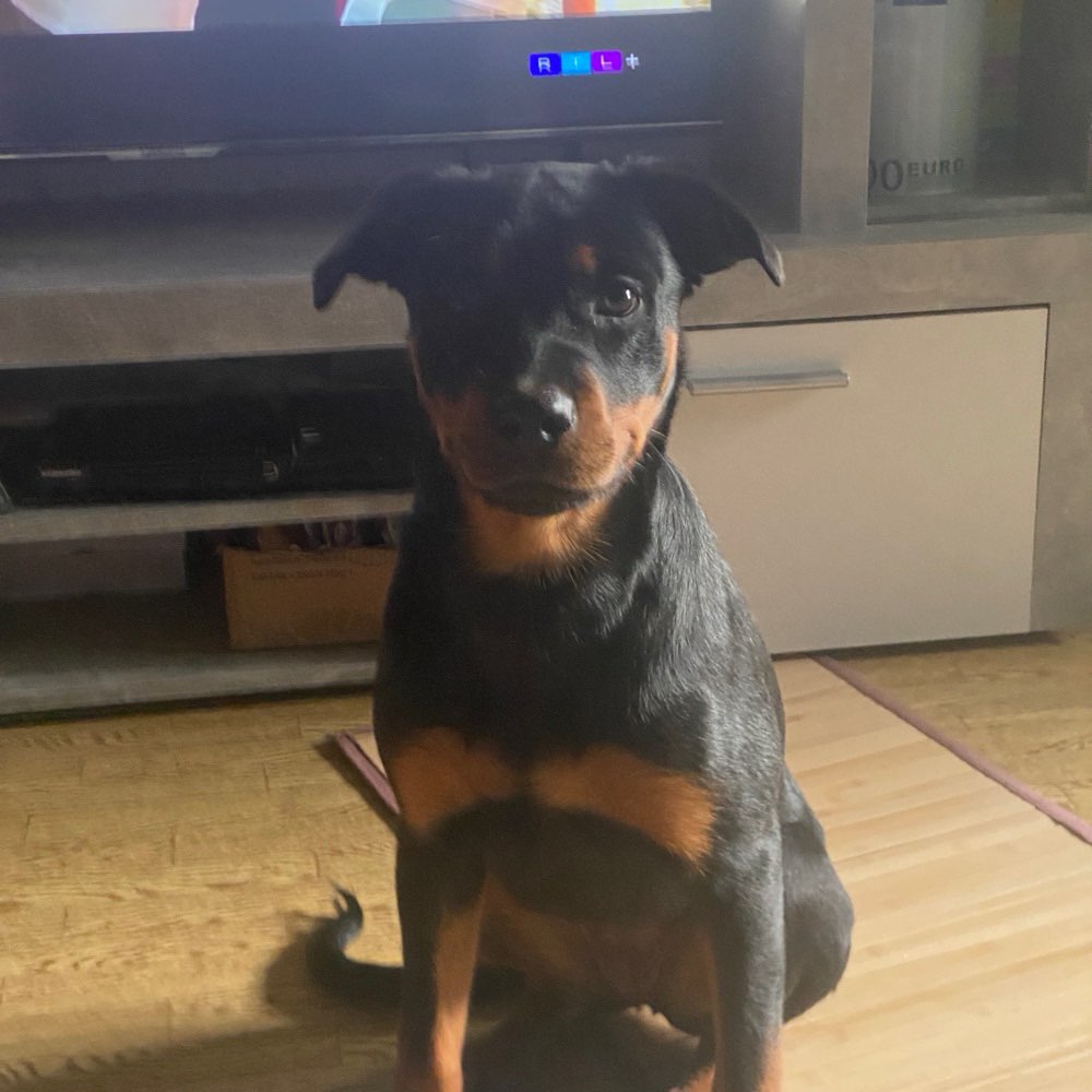 Hundetreffen-Hunde  treffen-Profilbild