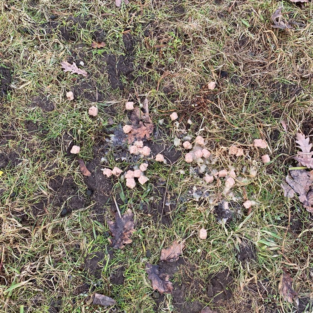 Giftköder-Nassfutter ausgeschüttet-Profilbild