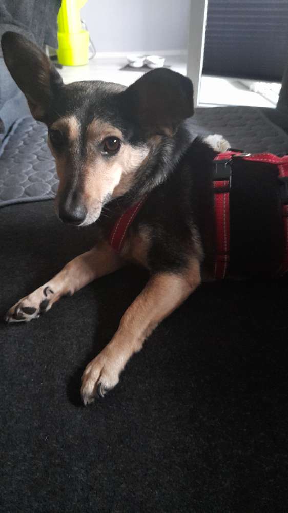 Hundetreffen-Handycap  Hund  sucht  kleine  Hunde zum spazieren  gehen-Profilbild