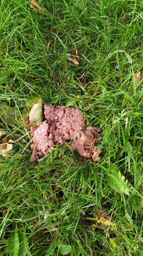 Giftköder-Möglicher Giftköder / oder Erbrochenes-Profilbild