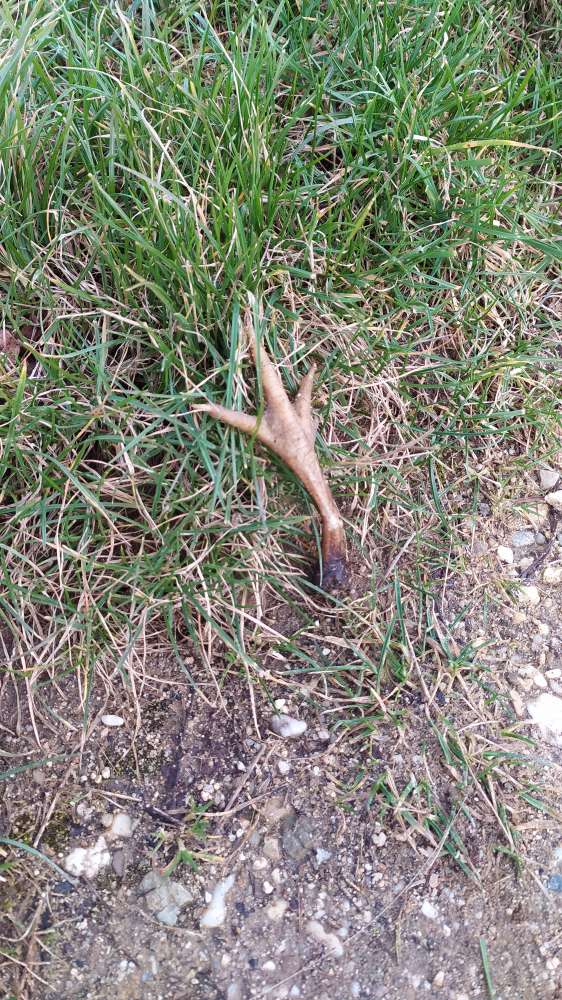 Giftköder-Hühnerfuß-Profilbild