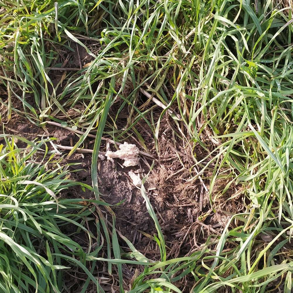 Giftköder-Brot oder Giftköder-Profilbild